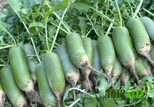 天津發(fā)沙窩蘿卜的云倉(cāng)